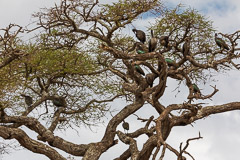 Hadada Ibis - Tarangire NP, Tanzania