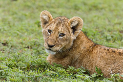 Lion Cub - Ngorongoro NP, Tanzania