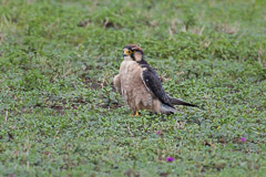 Lanner Falcon - Ngorongoro NP, Tanzania