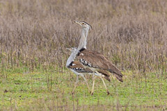 Pair of Male Kori Bustard - Ngorongoro NP, Tanzania
