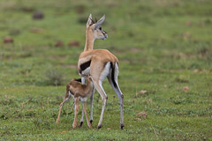 Nursing Thomson Gazelle - Ngorongoro NP, Tanzania