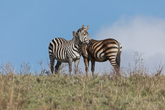 Common Zebras - Ngorongoro NP, Tanzania