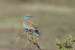 European Roller - Southern Serengeti NP, Tanzania