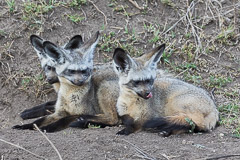 Southern Serengeti NP, Tanzania
