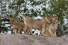 Southern Serengeti NP, Tanzania