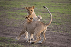 Playing Lion Juveniles - Southern Serengeti NP, Tanzania