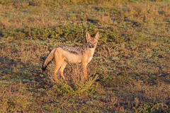 Black-backed Jackal - Southern Serengeti NP, Tanzania