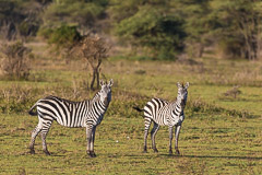 Common Zebras - Southern Serengeti NP, Tanzania