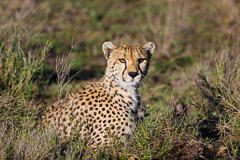 Cheetah - Southern Serengeti NP, Tanzania