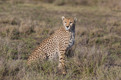 Cheetah - Southern Serengeti NP, Tanzania