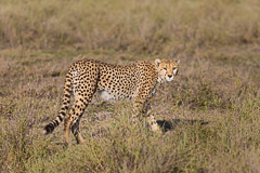 Cheetah - Southern Serengeti NP, Tanzania