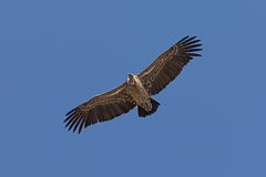 Ruppell's Griffon Vulture - Southern Serengeti NP, Tanzania