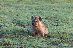Young spotted Hyena - Southern Serengeti NP, Tanzania
