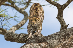 Namiri Plains, Serengeti NP, Tanzania