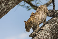 Namiri Plains, Serengeti NP, Tanzania