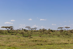 Namiri Plains, Serengeti NP, Tanzania
