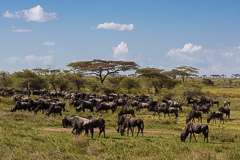 Wildebeest - Namiri Plains, Serengeti NP, Tanzania