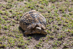 ????? -  - Namiri Plains, Serengeti NP, Tanzania