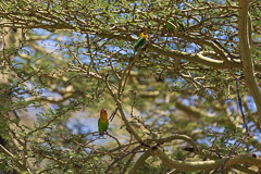 Fisher's Love Birds -  - Namiri Plains, Serengeti NP, Tanzania