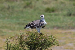 Immature Martial Eagle - Namiri Plains, Serengeti NP, Tanzania