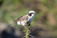 Northern White-crowned Shrike - Namiri Plains, Serengeti NP, Tanzania