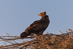 Spotted Eagle? - Namiri Plains, Serengeti NP, Tanzania