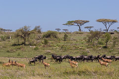 Red Hartebeests and Wildebeest - Namiri Plains, Serengeti NP, Tanzania
