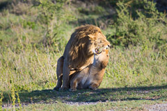Mating Lions - Namiri Plains, Serengeti NP, Tanzania