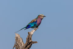 Lilac Brested Roller - Namiri Plains, Serengeti NP, Tanzania