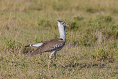 Male Kori Bustard- Namiri Plains, Serengeti NP, Tanzania