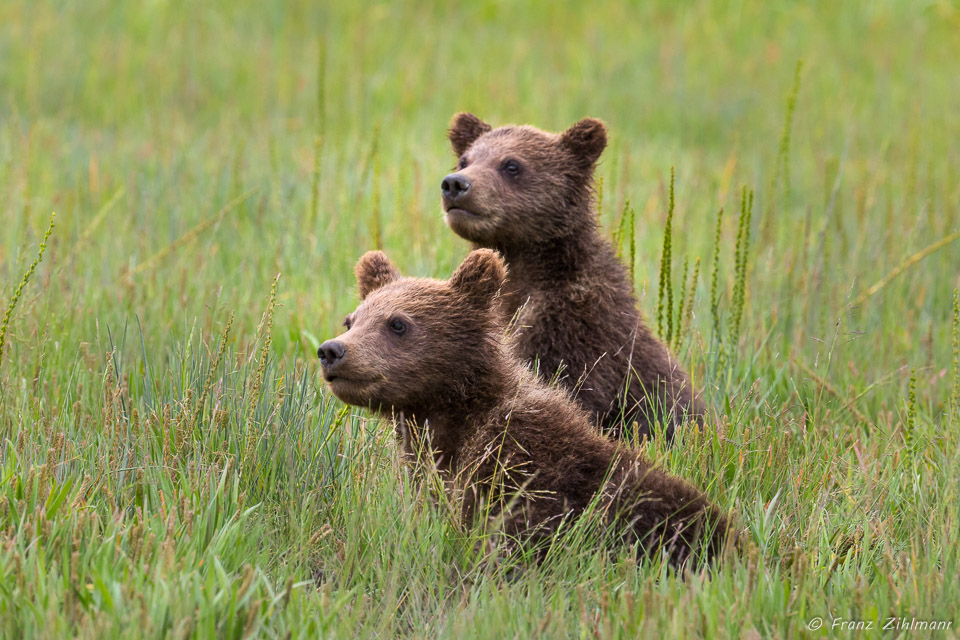 Curious Brown Bear Cubs - Lake Clark NP, AK