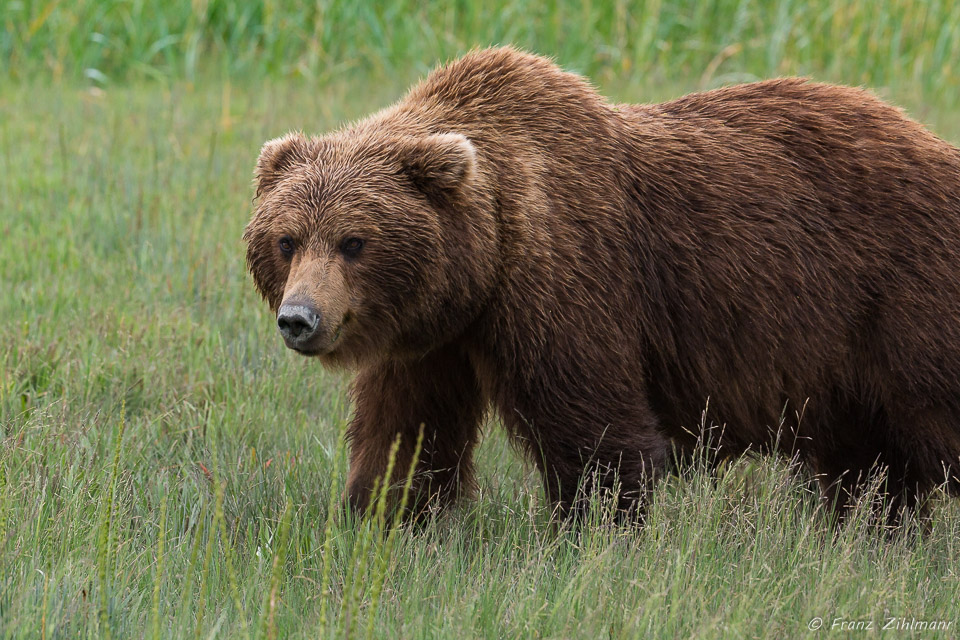 Brown Bear Mother - Lake Clark NP, AK