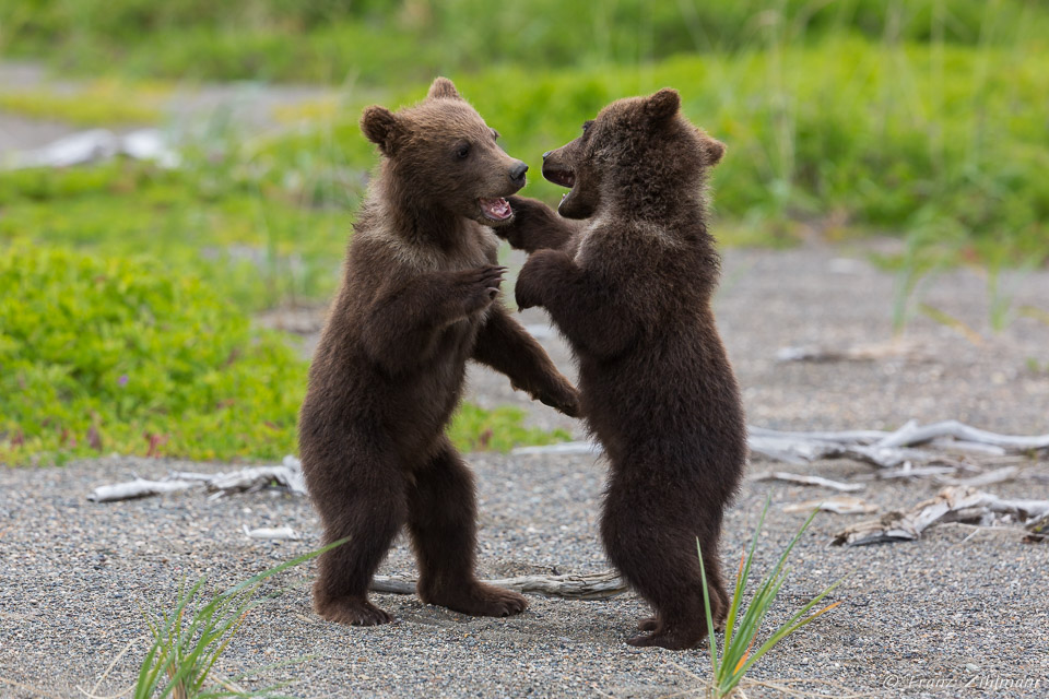 "Hey, I can't hear you".....Brown Bear Cubs - Lake Clark NP, AK