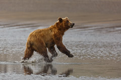 Juvenile Brown Bear on the run - Lake Clark NP, AK