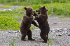 "Hey, I can't hear you".....Brown Bear Cubs - Lake Clark NP, AK
