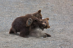 "Who is the stongest?".....Brown Bear Cubs - Lake Clark NP, AK