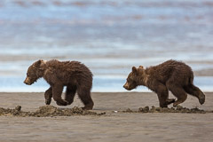 "In Fast Pursuit".....Brown Bear Cubs - Lake Clark NP, AK