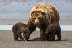 "Finding some clamms with Mom".....Brown Bear Mother with Cubs - Lake Clark NP, AK