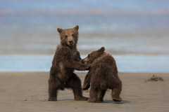 "Are you Looking at us?".....Brown Bear Cubs - Lake Clark NP, AK