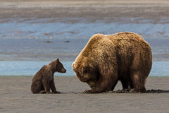 "I could watch mom all day long".....Brown Bear Mother with Cub, Lake Clark NP, AK