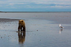 Lonely juvenile Brown Bear - Lake Clark NP, AK