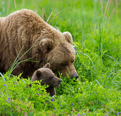 Brown Bear Mother with Cub - Lake Clark NP, AK