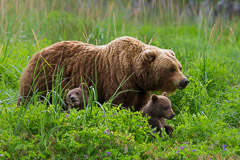 Brown Bear Mother with Cubs - Lake Clark NP, AK