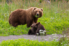 Bear Garden of Eden - Brown Bear Mother with Cubs - Lake Clark NP, AK