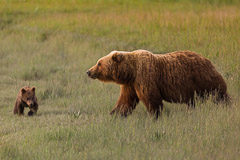 Brown Bear Mother with Cub - Lake Clark NP, AK