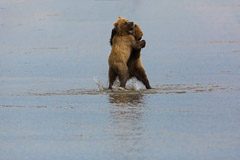 Two wrestling juvenile Brown Bears - Lake Clark NP, AK