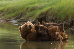 Brown Bear Mother nursing her Cubs - Lake Clark NP, AK