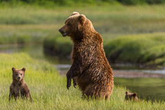 "What do yo see Mom?".....Brown Bear Mother with Cubs - Lake Clark NP, AK