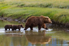 Brown Bear mother creek crossing with her Cubs - Lake Clark NP, AK