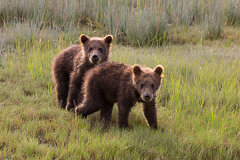 "Hey you...".....Brown Bear Cubs - Lake Clark NP, AK